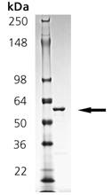 14-3-3σ (human), (recombinant) (GST-tag) SDS-PAGE