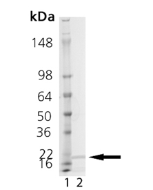 Calmodulin (human), (recombinant) SDS-PAGE