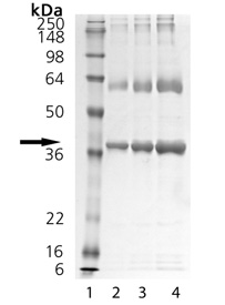 PTP1B (human), (recombinant) SDS-PAGE