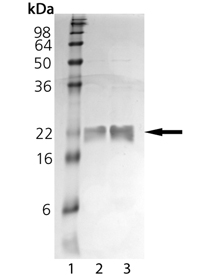 VHR dual specificity phosphatase (human), (recombinant) SDS-PAGE