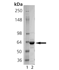 Shp-1 (human), (recombinant) SDS-PAGE