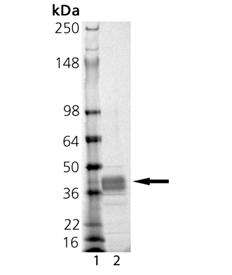 MMP-9 (catalytic domain) (human), (recombinant, E. coli) SDS-PAGE