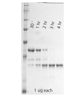 Procathepsin K (human), (recombinant) SDS-PAGE