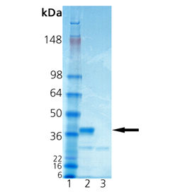 Procathepsin K (human), (recombinant) SDS-PAGE