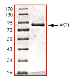 Akt1 (human), (recombinant) (GST-tag) SDS-PAGE