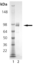 DPPIV (human), (recombinant) SDS-PAGE
