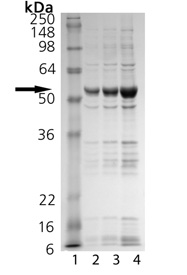 CREB binding protein (catalytic domain) (human), (recombinant) SDS-PAGE
