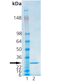 Cathepsin S (human), (recombinant) SDS-PAGE