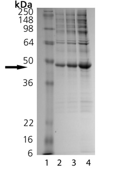 MKP-3 (human), (recombinant) SDS-PAGE