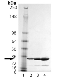 14-3-3β (human), (recombinant) (His-tag) SDS-PAGE