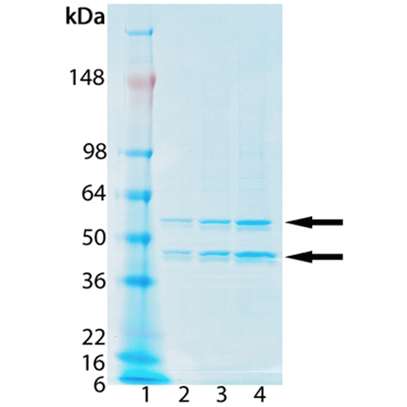 HDAC3/NCOR1 complex (human), (recombinant) SDS-PAGE