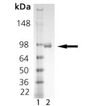Neprilysin (human), (recombinant) (His-tag) SDS-PAGE