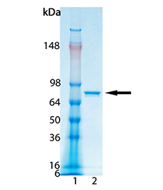 LSD1 (human), (recombinant) SDS-PAGE