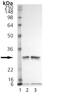 Cathepsin K (human), (recombinant) SDS-PAGE
