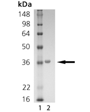 SIRT5 (human), (recombinant) (His-tag) SDS-PAGE