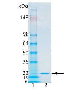 MMP-19 (catalytic domain) (human), (recombinant) SDS-PAGE