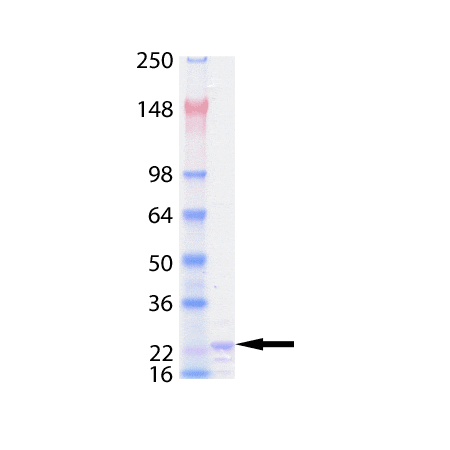 TRAIL (soluble) (human), (recombinant) (His-tag) SDS-PAGE