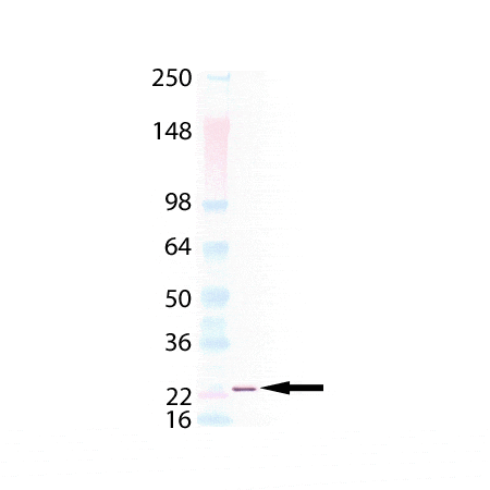 TRAIL (soluble) (human), (recombinant) (His-tag) Western blot