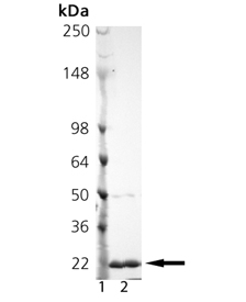 TRAIL (soluble) (mouse), (recombinant) SDS-PAGE