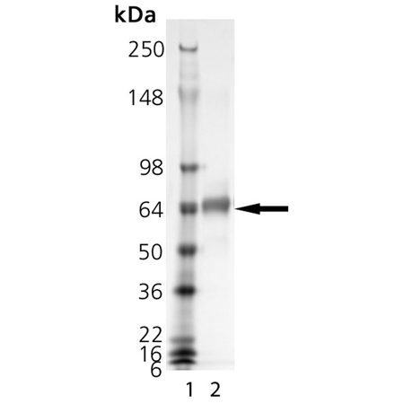 BSA (nitrated) SDS-PAGE