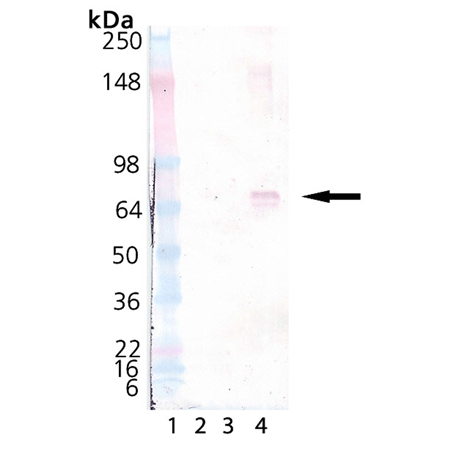 BSA (nitrated) Western blot