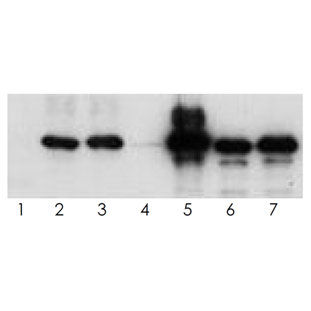 Tau (human) polyclonal antibody (TAUY9) Western blot