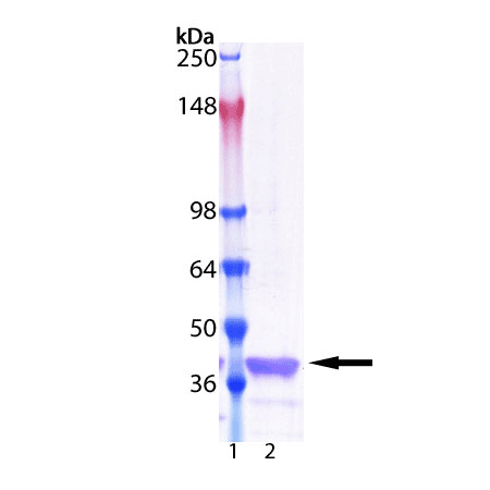 IkappaBalpha (human), (recombinant) (untagged) SDS-PAGE