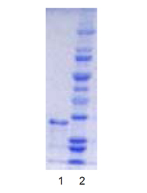 Hdm2 (catalytic RING domain) (human), (recombinant) (GST-tag) SDS-PAGE