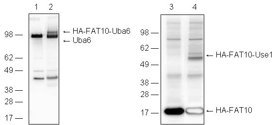 Uba6 (human), (recombinant) Western blot