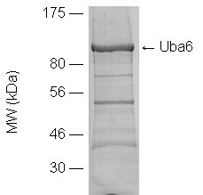 Uba6 (human), (recombinant) SDS-PAGE