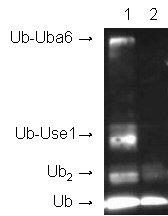 Uba6 (human), (recombinant) Western blot