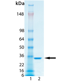 Tetra-ubiquitin (linear) SDS-PAGE