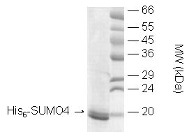 SUMO-4 (human), (recombinant) (His-tag) SDS-PAGE
