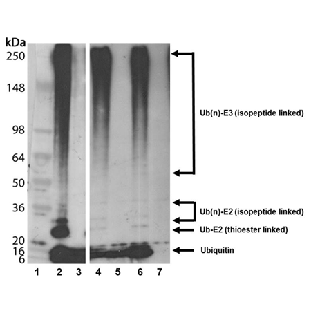 Auto-ubiquitinylation kit Western blot