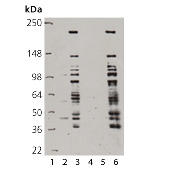 SUMO-QAPTURE-T® kit Western blot
