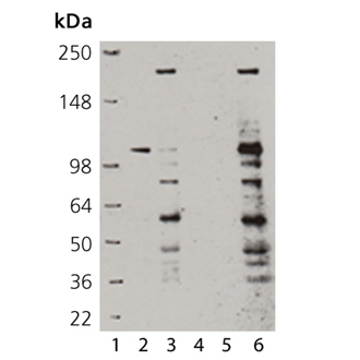 SUMO-QAPTURE-T® kit Western blot