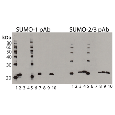 SUMO-QAPTURE-T® kit Western blot