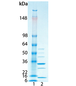 Polyubiquitin chains (Ub2-7), (linear) (recombinant) SDS-PAGE