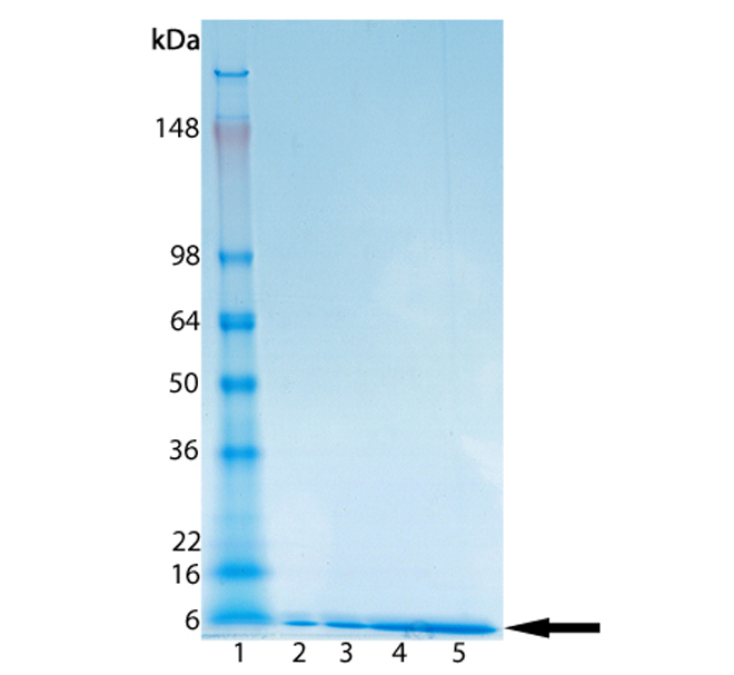 Ubiquitin (bovine), (native) (methylated) SDS-PAGE