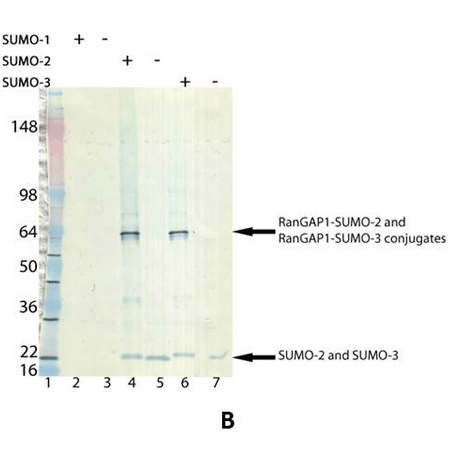 SUMOylation kit Western blot
