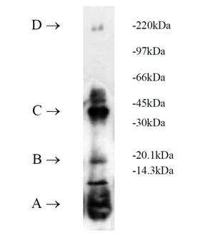 UbcH1 (human), (recombinant) (His-tag) SDS-PAGE