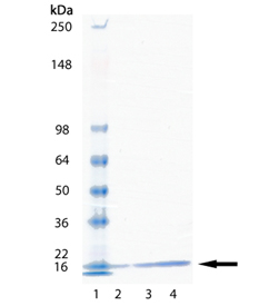UbcH5a (human), (recombinant) (His-tag) SDS-PAGE