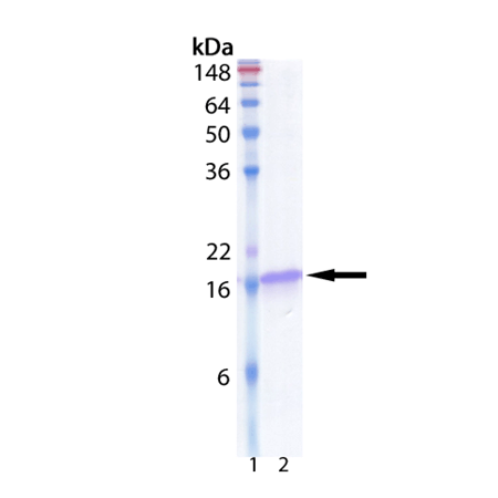UbcH5b (human), (recombinant) (His-tag) SDS-PAGE