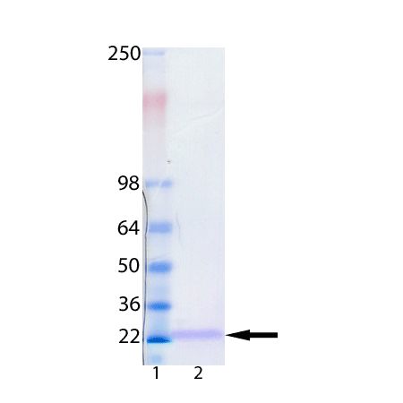 UbcH12 (human), (recombinant) (His-tag) SDS-PAGE