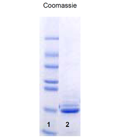 SUMO-1 (human), (recombinant) (His-tag) SDS-PAGE