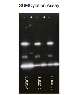 SUMO-1 (human), (recombinant) (His-tag) Western blot