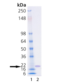 SUMO-3 (human), (recombinant) (His-tag) SDS-PAGE