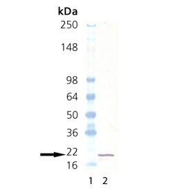 SUMO-3 (human), (recombinant) (His-tag) Western blot