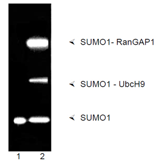 SUMO activating enzyme E1 (human), (recombinant) SDS-PAGE