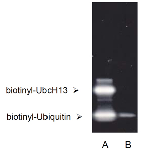 UbcH13/Mms2 (human), (recombinant) (His-tag) SDS-PAGE